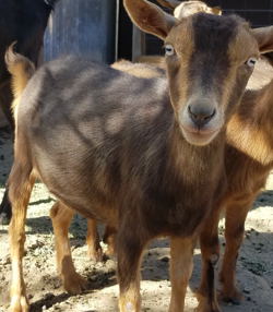 Nigerian dwarf dairy goats for sale in NM